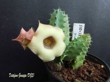 Huernia quinta var. blyderiverensis