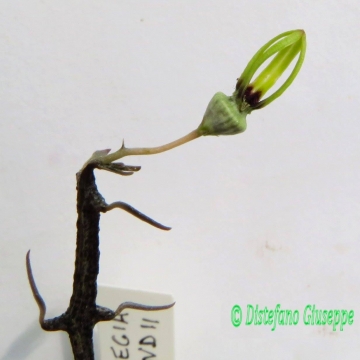 Ceropegia armandii