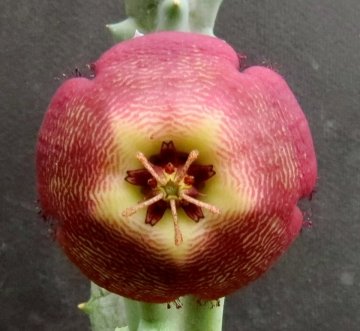 Tromotriche revoluta