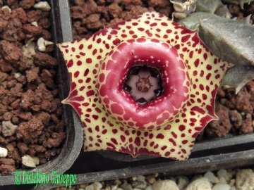 Huernia guttata