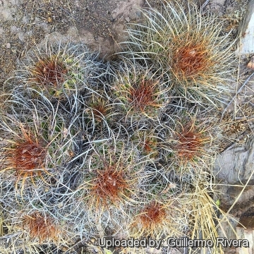 Parodia maassii