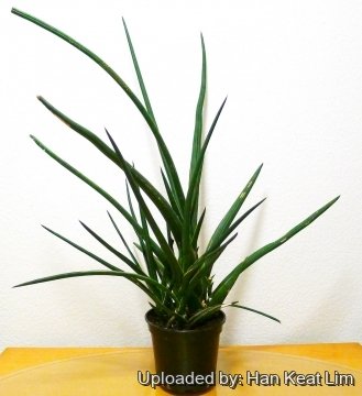 Sansevieria pearsonii