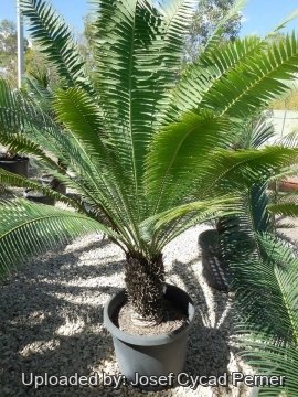 Dioon spinulosum