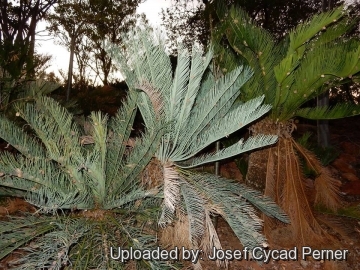 Cycas pruinosa