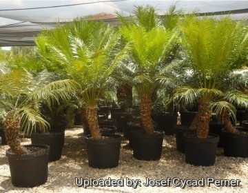 Cycas seemannii