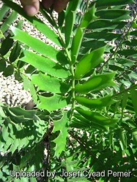 Encephalartos ferox