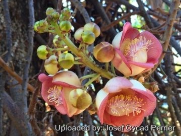Couroupita guianensis
