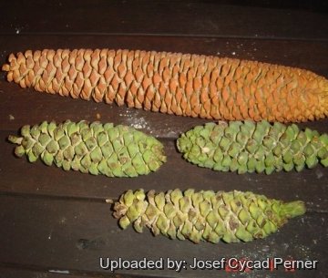 Encephalartos whitelockii