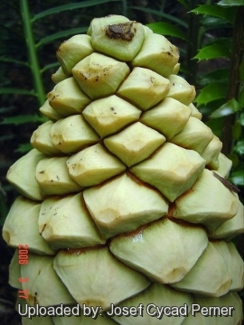 Encephalartos hildebrandtii