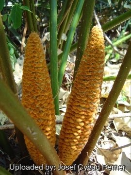 Cycas simplicipinna