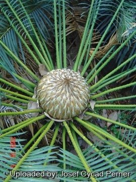 Cycas sphaerica