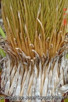 Cycas pectinata