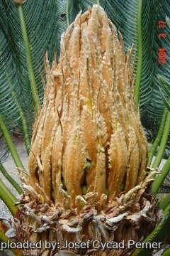 Cycas pruinosa