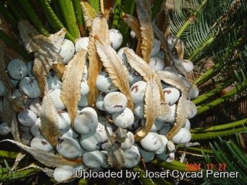 Cycas pruinosa