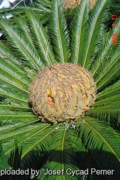 Cycas revoluta