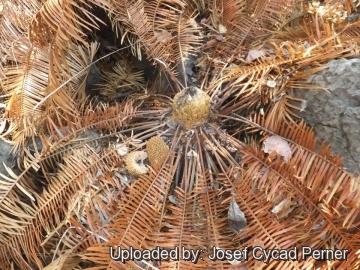 Cycas siamensis