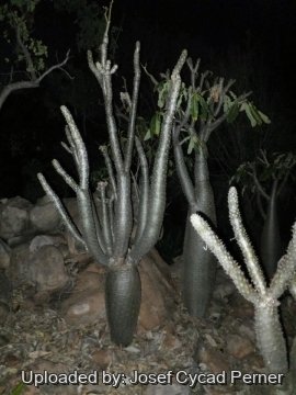 Pachypodium lealii