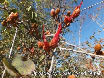 Bauhinia cunninghamii