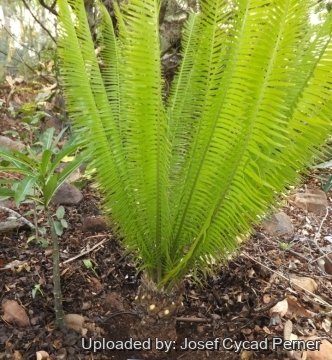Microcycas calocoma