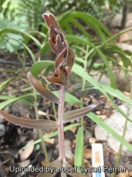 Ceratozamia latifolia
