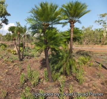 Cycas armstrongii