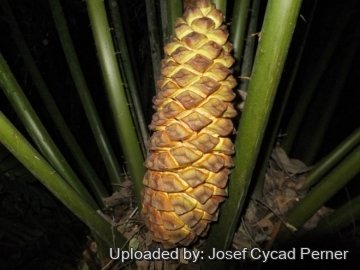 Encephalartos laurentianus