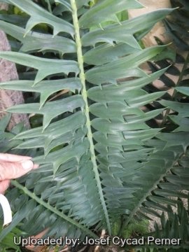 Encephalartos arenarius