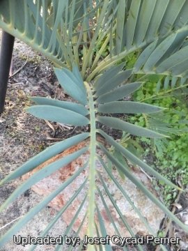 Encephalartos nubimontanus