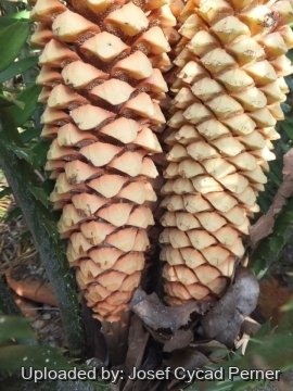 Encephalartos sclavoi