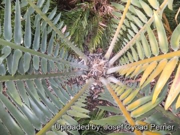 Encephalartos septentrionalis
