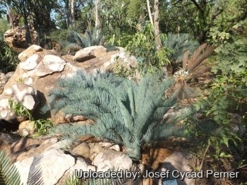 Cycas cairnsiana