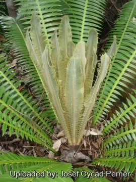 Dioon spinulosum