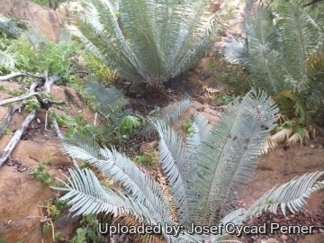 Cycas basaltica