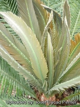 Dioon edule
