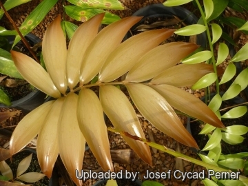 Zamia splendens