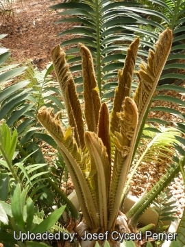 Encephalartos sclavoi