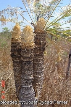 Cycas armstrongii