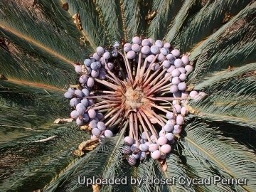 Cycas cairnsiana