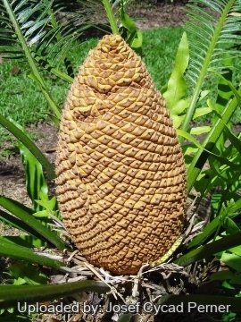 Cycas circinalis