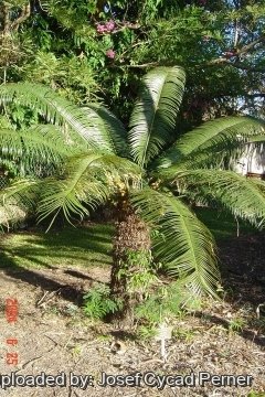 Cycas circinalis