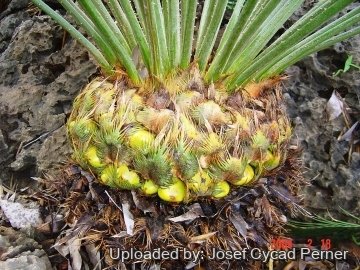 Cycas clivicola
