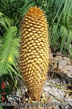 Cycas elephantipes