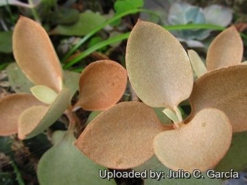 Kalanchoe orgyalis