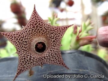 Huernia hallii