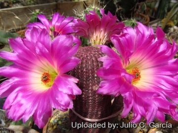 Echinocereus rigidissimus subs. rubispinus