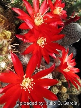 Rebutia densipectinata KK849 Jucanas, Tarija, Bolivia 2800m (3000m)