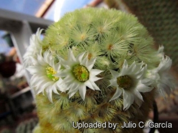 Mammillaria carmenae