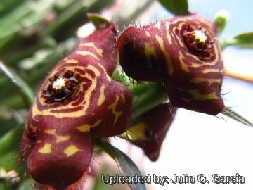 Frerea indica