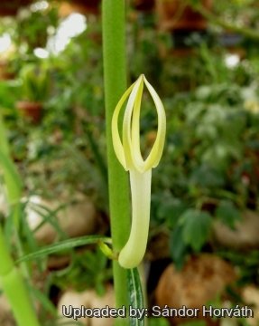 Ceropegia dichotoma