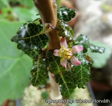 Boswellia nana